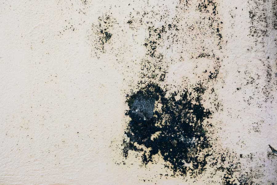 What does black mold smell like?
